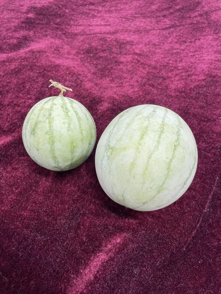 社長!はじめて野菜を育てる